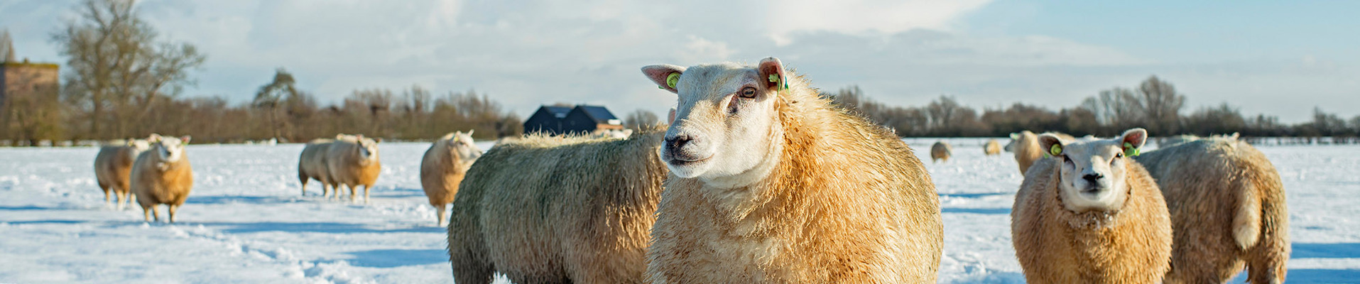 Noord-Hollandpad