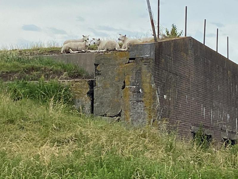 Etappe 12 schapen op de Kruitkamer // schapen_op_de_kruitkamer.jpg (94 K)