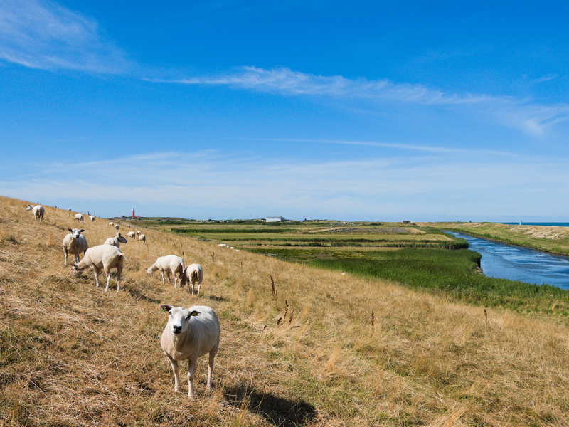 Etappe 1 schapen dijk Janna