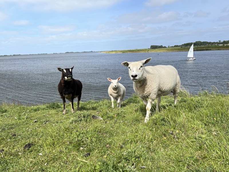 Etappe 7 schapen en zeilboten
