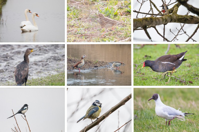 Collage foto's Gerda