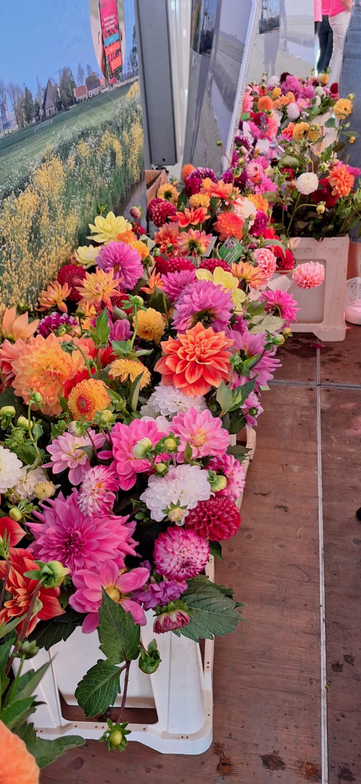 Dahlia's van Plutuin Amstelveen