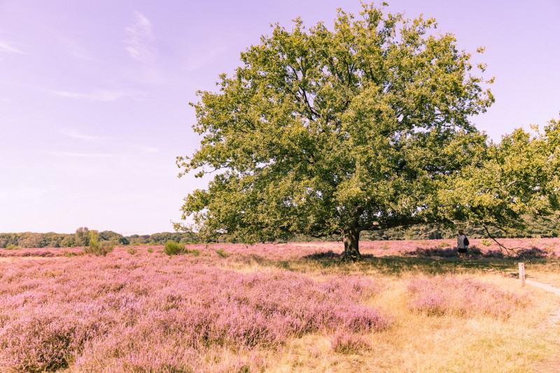Etappe 16 paarse heide
