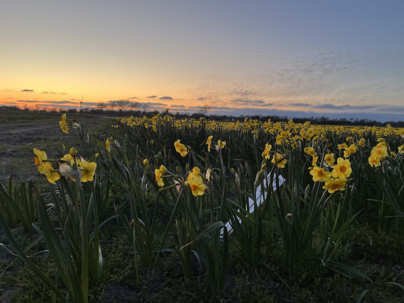 Huiberts narcissen