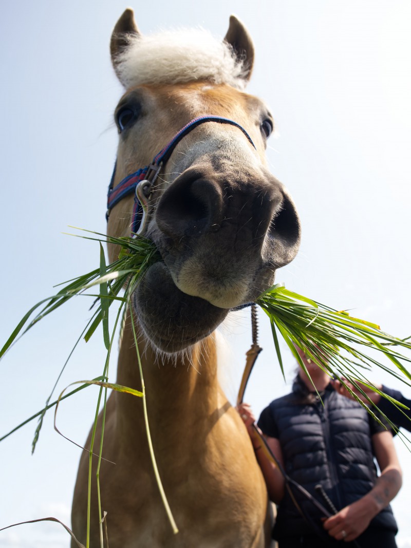 Paard-Jolanda Goossens