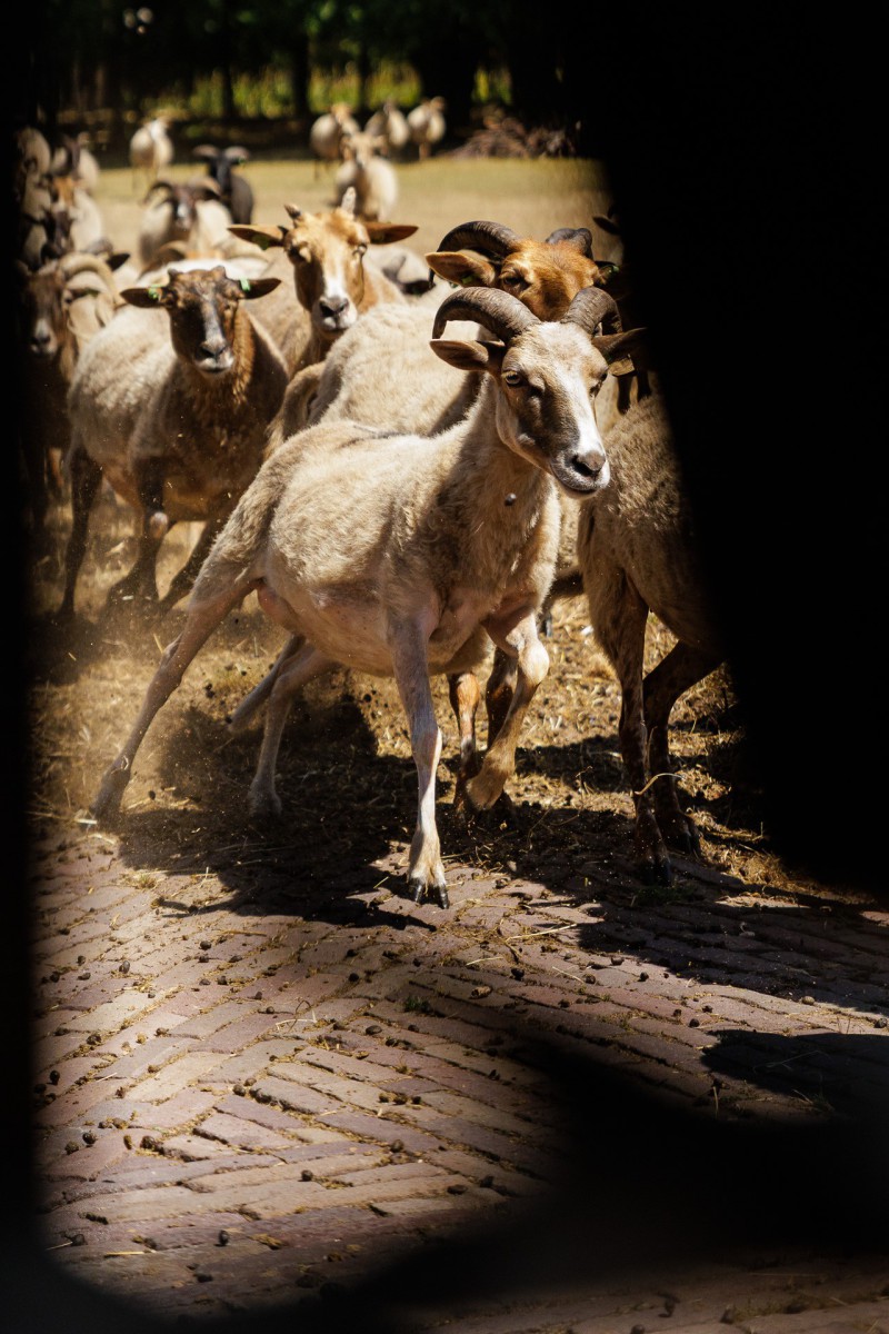 Zomertoer Tea Idzenga Schapen bij de schaapskooi